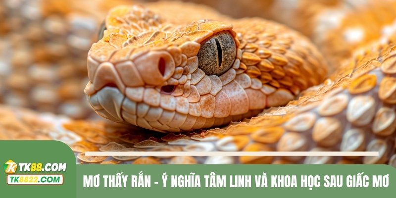 Mơ thấy rắn